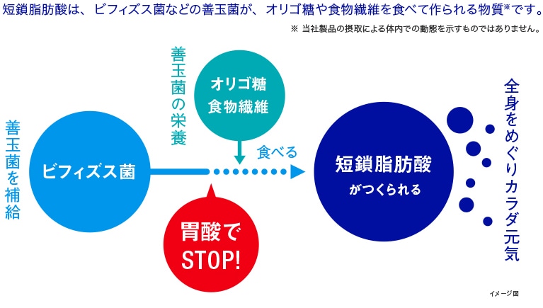 ビフィズス菌から短鎖脂肪酸が生み出されるイメージ図