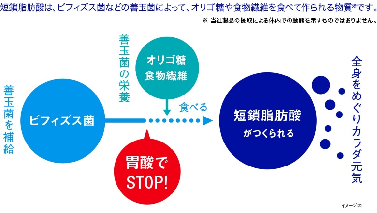ビフィズス菌から短鎖脂肪酸が生み出されるイメージ図