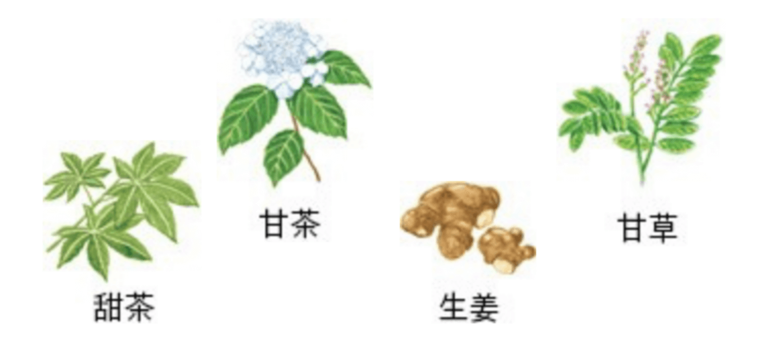 甜茶　甘茶　生姜　天草