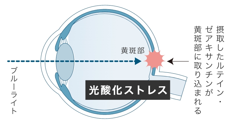 摂取したルテイン・ゼアキサンチンが黄斑部に取り込まれる