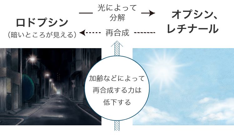 ロドプシン→光によって分解→オプシン、レチナール→再合成→ロドプシン