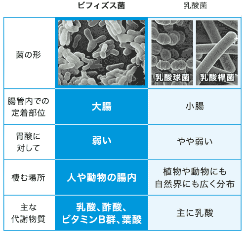 腸管内での定着部位: [ビフィズス菌: 大腸, 乳酸菌: 小腸], 胃酸に対して: [ビフィズス菌: 弱い, 乳酸菌: やや弱い], 棲む場所: [ビフィズス菌: 人や動物の腸内, 乳酸菌: 植物や動物にも自然界にも広く分布], 主な代謝物質: [ビフィズス菌: 乳酸、酢酸、ビタミンB群、葉酸, 乳酸菌: 主に乳酸]