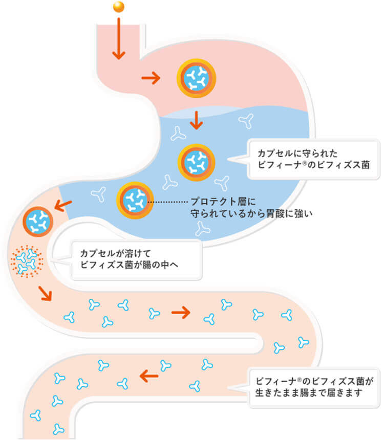 ヘルスエイド ビフィーナｓはビフィズス菌を生きたまま腸へお届け 森下仁丹 本店 サプリメント 機能性表示食品 医薬品の公式通販