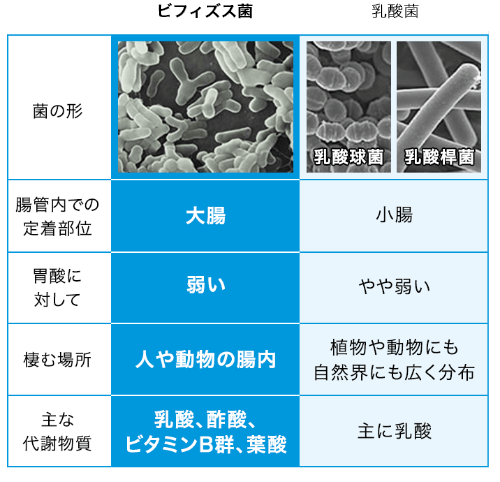 腸管内での定着部位: [ビフィズス菌: 大腸, 乳酸菌: 小腸], 胃酸に対して: [ビフィズス菌: 弱い, 乳酸菌: やや弱い], 棲む場所: [ビフィズス菌: 人や動物の腸内, 乳酸菌: 植物や動物にも自然界にも広く分布], 主な代謝物質: [ビフィズス菌: 乳酸、酢酸、ビタミンB群、葉酸, 乳酸菌: 主に乳酸]