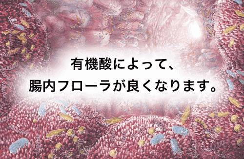 有機酸によって、腸内フローラが良くなります。