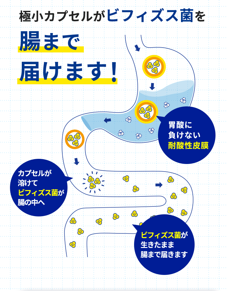 極小カプセルがビフィズス菌を腸まで 届けます！ 