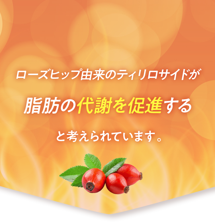 ローズヒップの由来ティリロサイドが脂肪の代謝を促進すると考えられています。